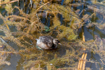 The Little Grebe (Tachybaptus ruficollis), also known as Dabchick, is a member of the grebe family of water birds. Feeding chicks.