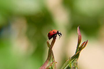 Ladybug