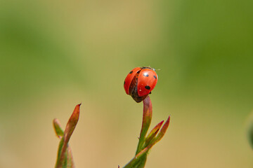 Ladybug