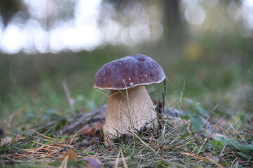 Collecting edible mushrooms. Mushroom-boletus.