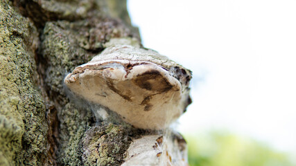 Fomes fomentarius, tinder wood-destroying parasitic fungi in their natural habitat. Useful tinder fungi for human health