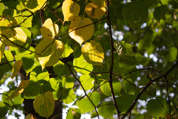 leaves in the morning sunlight