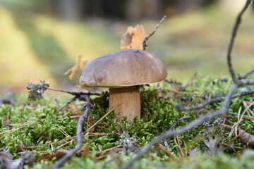 Autumn mushroom picking. White mushroom