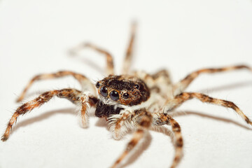 Jumping Spider aka Plexippus petersi 