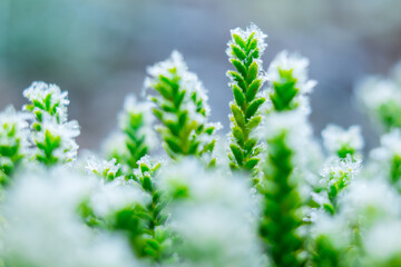 Frozen nature with green plants. Green background. High resolution photo.