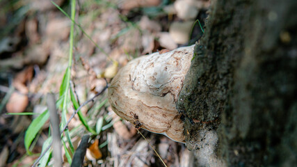 .parasitic fungi of the polypore family, scientific experiments on the fungal family Polyporaceae