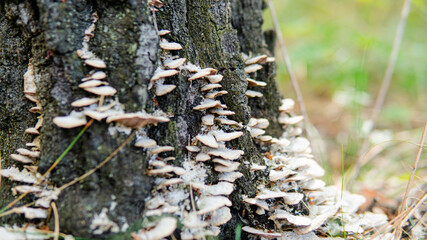 parasitic fungi of the polypore family close-up