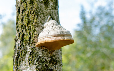 Fomes fomentarius, tinder wood-destroying parasitic fungi in their natural habitat. Useful tinder fungi for human health