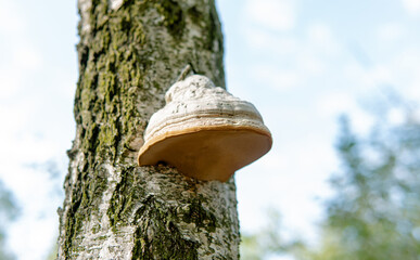 .parasitic fungi of the polypore family, scientific experiments on the fungal family Polyporaceae