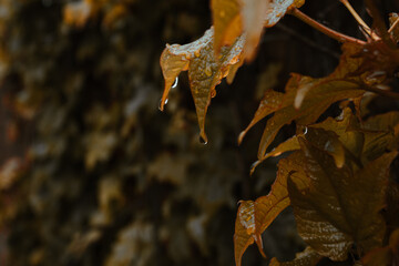 Autumn leaves on the trees dripping water