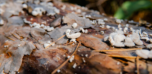 harvest season for forest medicinal mushrooms