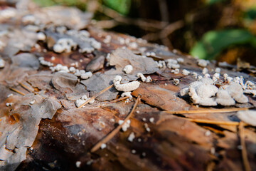parasitic fungi of the polypore family close-up
