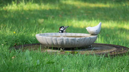 Zwei Vögel