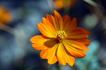 Blüte einer gelben Kosmee