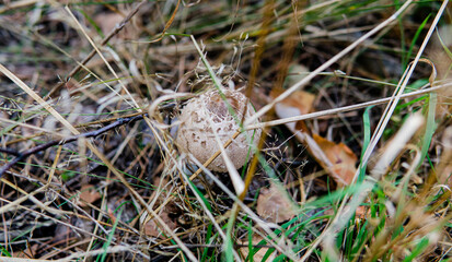 harvest season for forest medicinal mushrooms