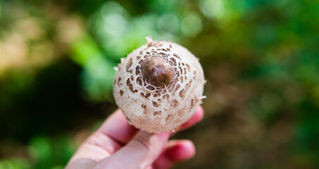 harvest season for forest medicinal mushrooms
