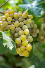 Racimos de uvas de vino blanco maduras colgados en vid en época de cosecha