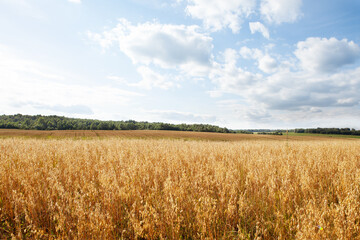 Oat cereal fields with blue sky on a sunny summer day before harvest.