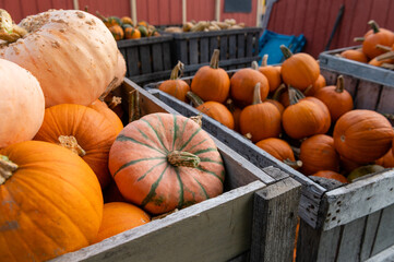 Pumpkins and gourds in wooden farm crates