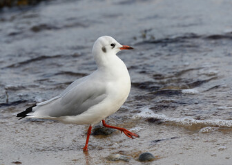 Naklejka premium Möwe
