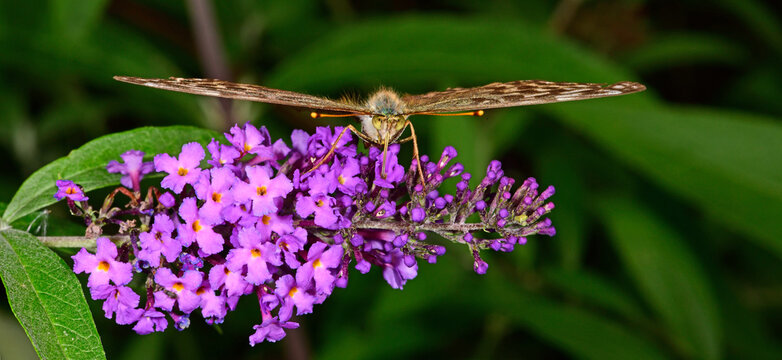 brauner Kaisermantel  / brown Silver-washed fritillary (Argynnis paphia)