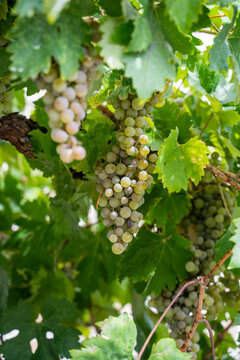 Racimos de uvas de vino blanco maduras colgados en vid en época de cosecha