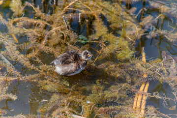 The Little Grebe (Tachybaptus ruficollis), also known as Dabchick, is a member of the grebe family of water birds. Feeding chicks.