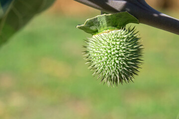 Medicinal plant Datura stramonium. Poisonous weed. Closeup.