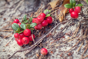 Natural forest cranberries in growth from sandy soil