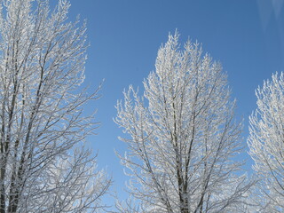 Fototapeta na wymiar Frost on the branches of a tree
