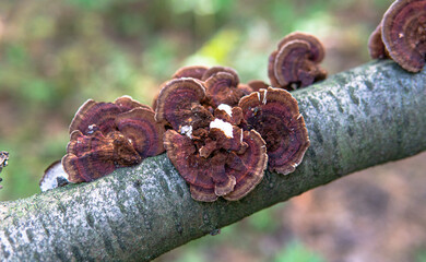Fototapeta premium parasitic fungi of the polypore family close-up
