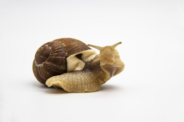 Beautiful grape snail isolated on a white background