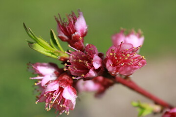 Obraz premium cerezo flor