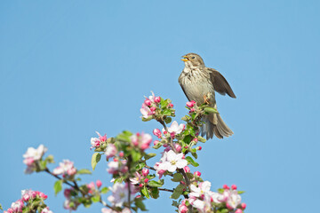 An adult corn bunting perched between the blossoms of a apple tree.