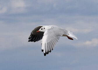 Möwe