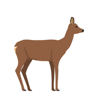 Capreolus capreolus - Roe deer Female - Side view - Flat vector Isolated