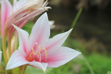 Fototapeta premium pink flower