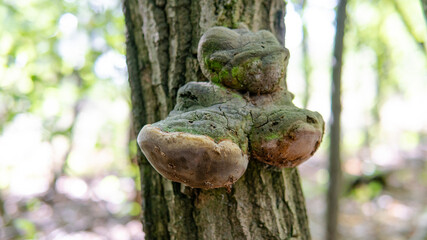 .parasitic fungi of the polypore family, scientific experiments on the fungal family Polyporaceae
