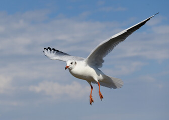 Möwe