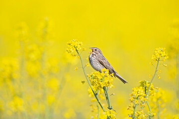 An adult corn bunting perched on the blossoms of a rapeseed field.