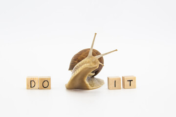 Beautiful grape snail move between wooden cubes. On cubes written words DO IT