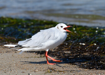 Möwe