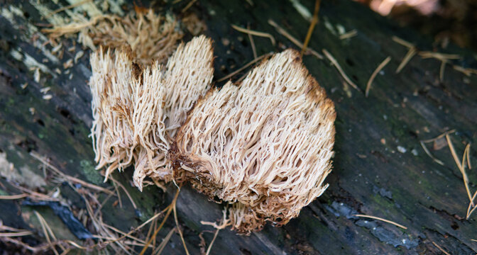 medicinal useful forest mushroom Ramaria stricta