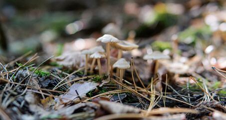 .autumn forest mushroom picking season, natural variety of fungi in the world