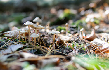 harvest season for forest medicinal mushrooms