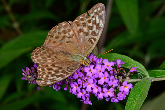 brown Silver-washed fritillary / brauner Kaisermantel (Argynnis paphia)