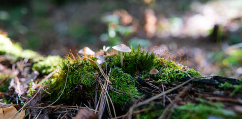 harvest season for forest medicinal mushrooms