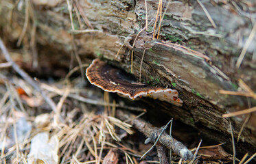 .autumn forest mushroom picking season, natural variety of fungi in the world