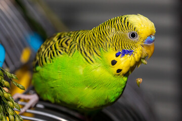 Fototapeta premium Budgerigar with green and yellow feathers, parrot colorful, with bright feathers, close up