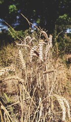 Obraz premium reeds in the water